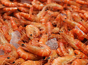 Fresh 1KG Prawns Add-On